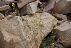 Draba hirta