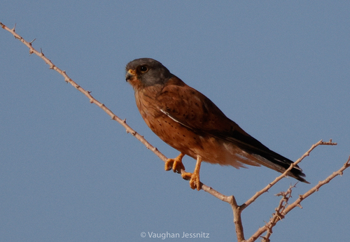 Rock Kestrel