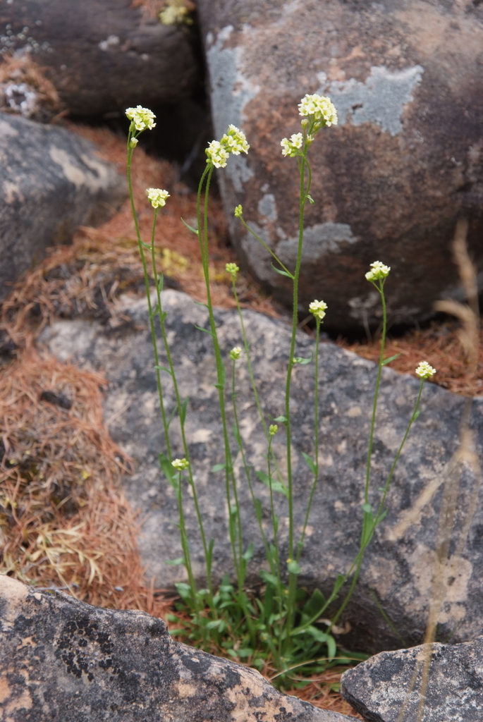 Draba hirta