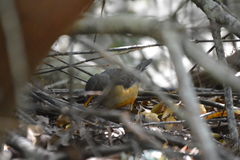 Turdus olivaceus olivaceus