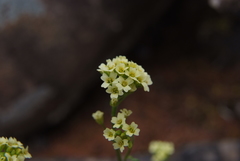 Draba hirta