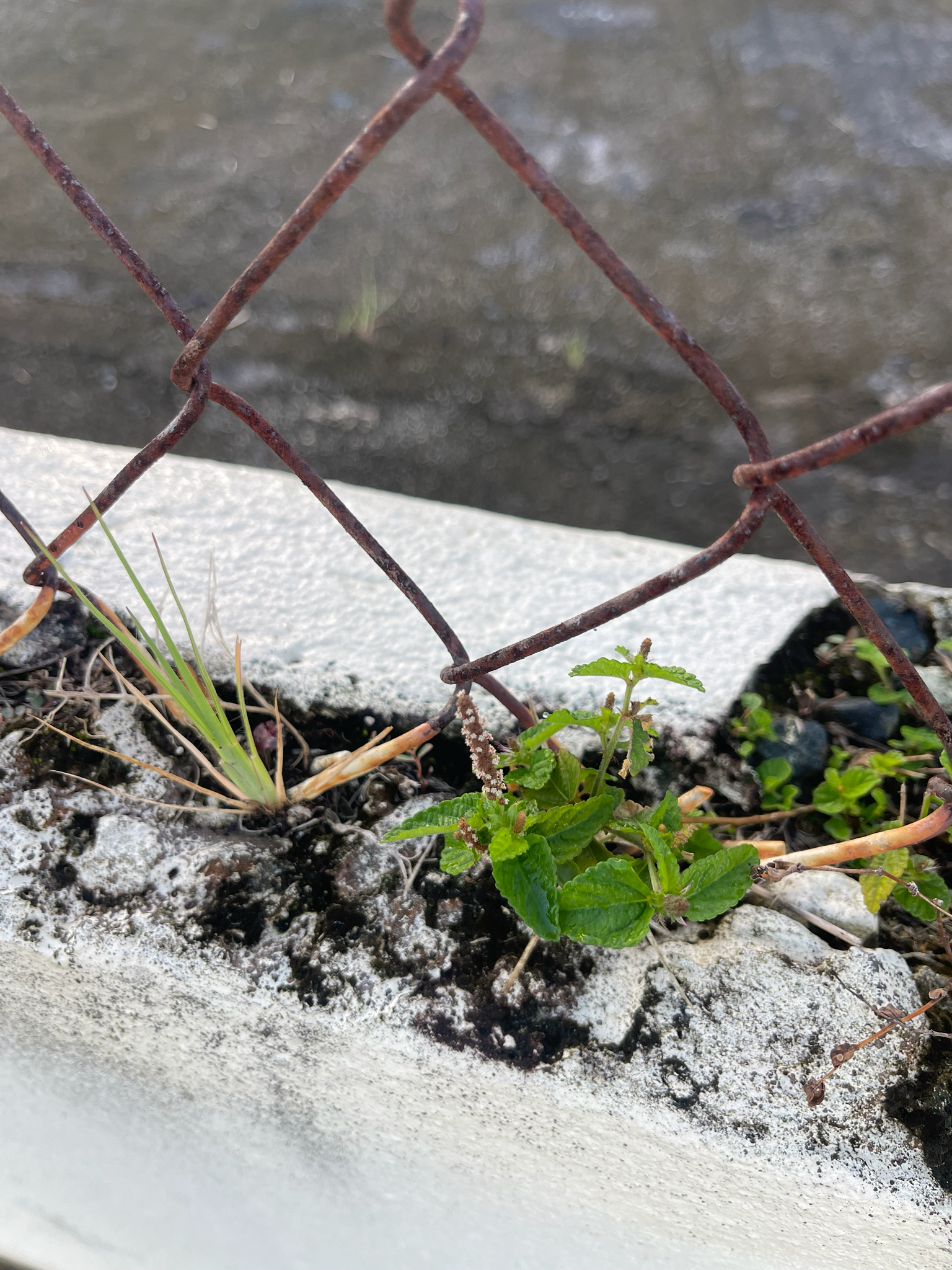 Dwarf chenille plant