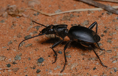 Tyrant Ground Beetle