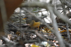 Turdus olivaceus olivaceus
