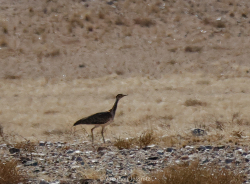 Ludwig's Bustard