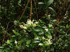 Benkara sinensis, photograph author not stated, no rights reserved