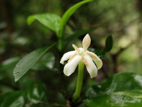 Benkara sinensis, photograph 1