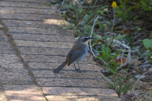 Dessonornis caffer