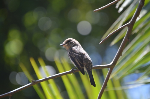 African Dusky Flycatcher