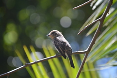 African Dusky Flycatcher photo 2