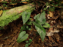 Asarum epigynum, photograph author not stated, no rights reserved