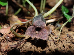 Asarum epigynum