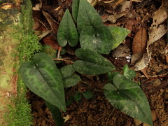 Asarum epigynum, photograph author not stated, no rights reserved
