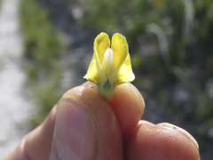 Aspalathus caledonensis