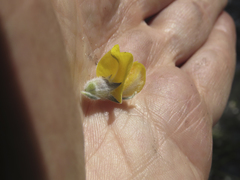 Aspalathus caledonensis