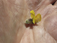 Aspalathus caledonensis