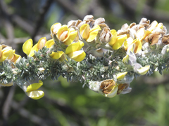 Aspalathus caledonensis