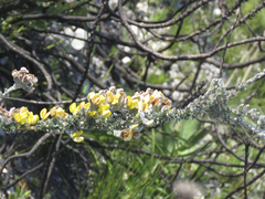 Aspalathus caledonensis