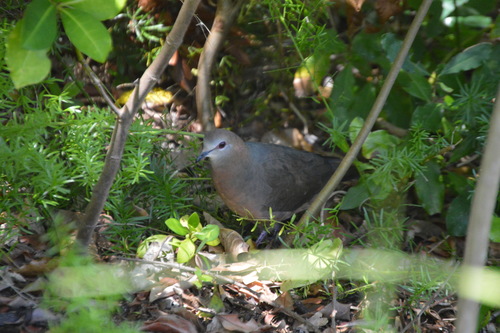Aplopelia larvata