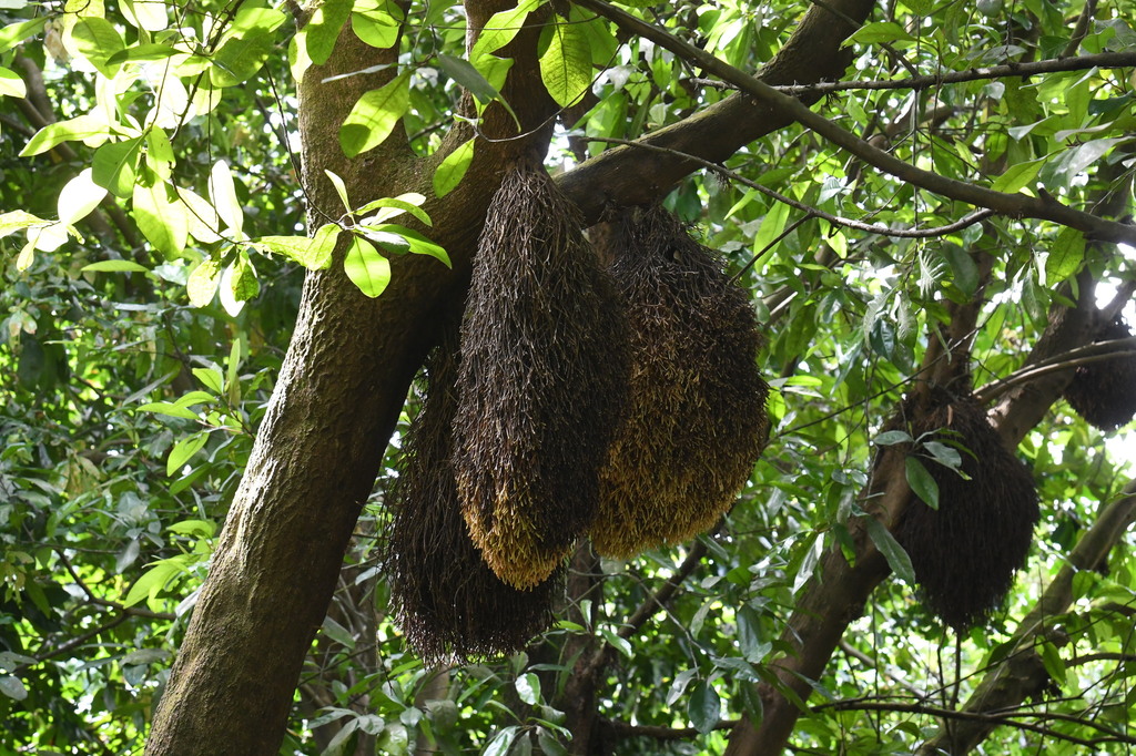 Mộc – Planchonella obovata