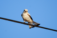 White Monjita photo 2