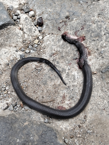 Geophis berillus