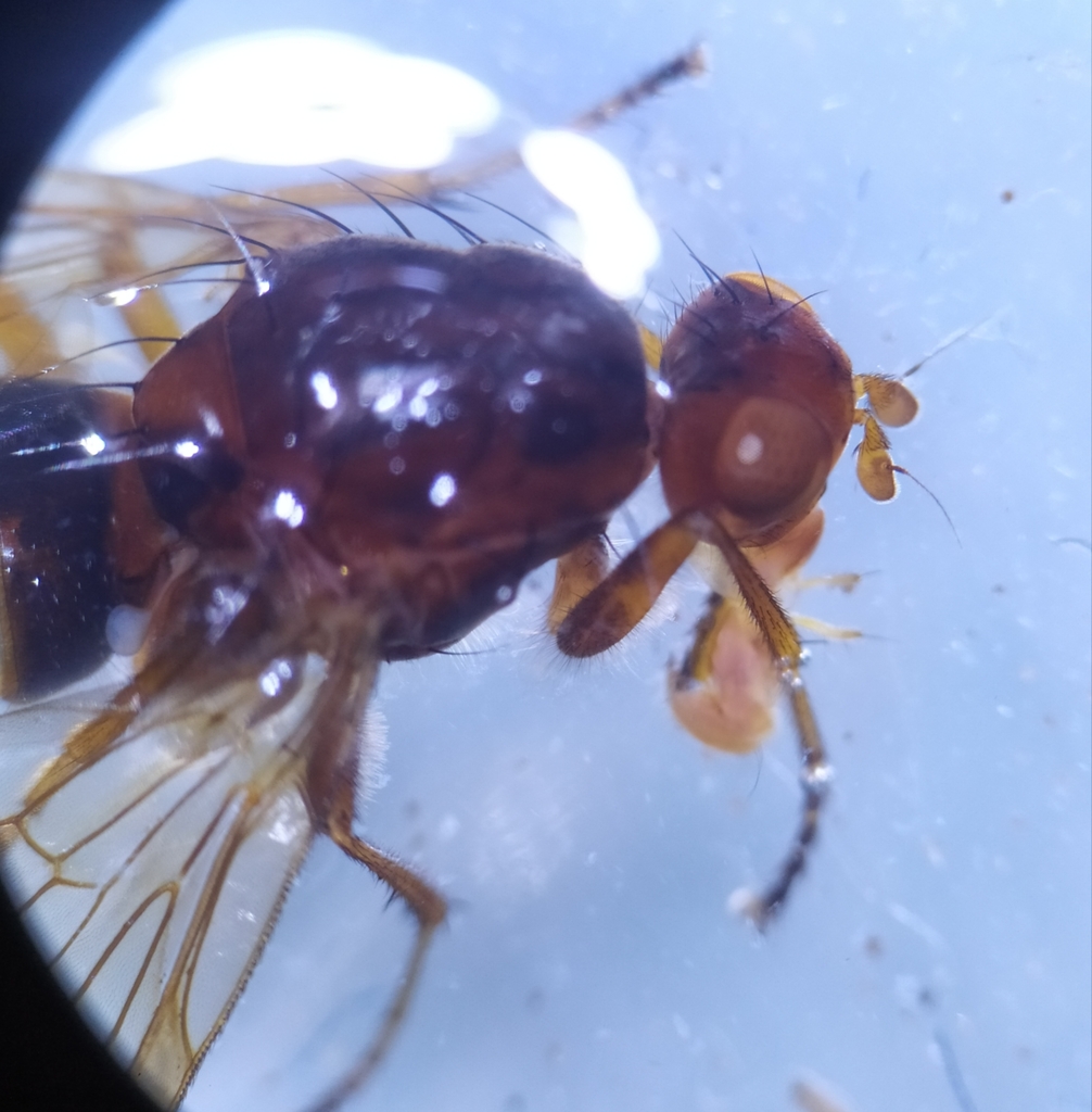 Pseudoneuroctena