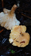 Albatrellus avellaneus