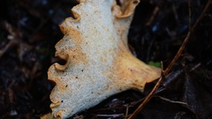 Albatrellus avellaneus