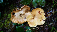 Albatrellus avellaneus