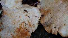 Albatrellus avellaneus