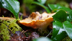 Albatrellus avellaneus