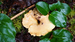 Albatrellus avellaneus