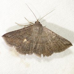 Lesmone griseipennis