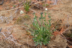 Draba hirta