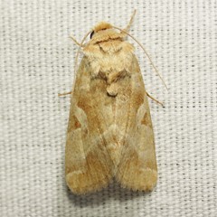 Hexorthodes accurata