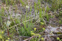 Draba hirta