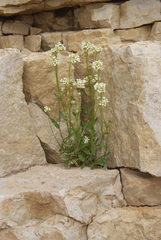 Draba hirta