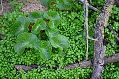 Umbilicus intermedius