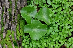 Umbilicus intermedius