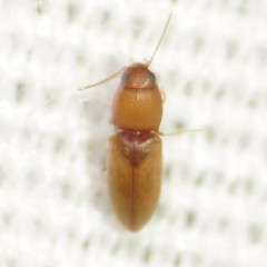 Paradonus futilis