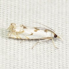 Microcrambus copelandi