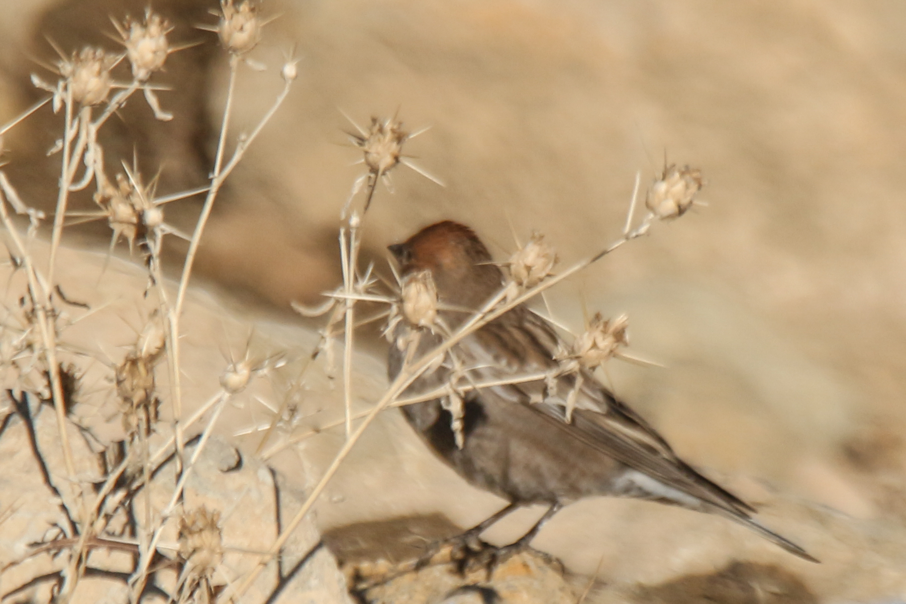 Plain Mountain Finch (Leucosticte nemoricola), photo 6