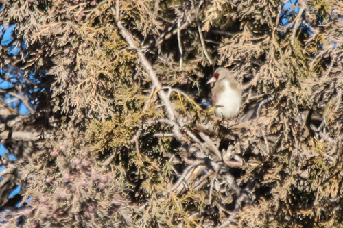 Grey-crowned Goldfinch (Carduelis caniceps)