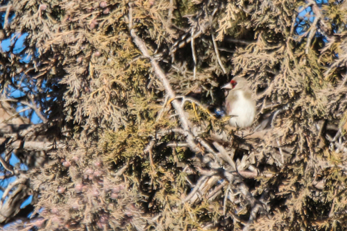 Grey-crowned Goldfinch (Carduelis caniceps), photo 2
