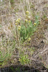 Draba hirta