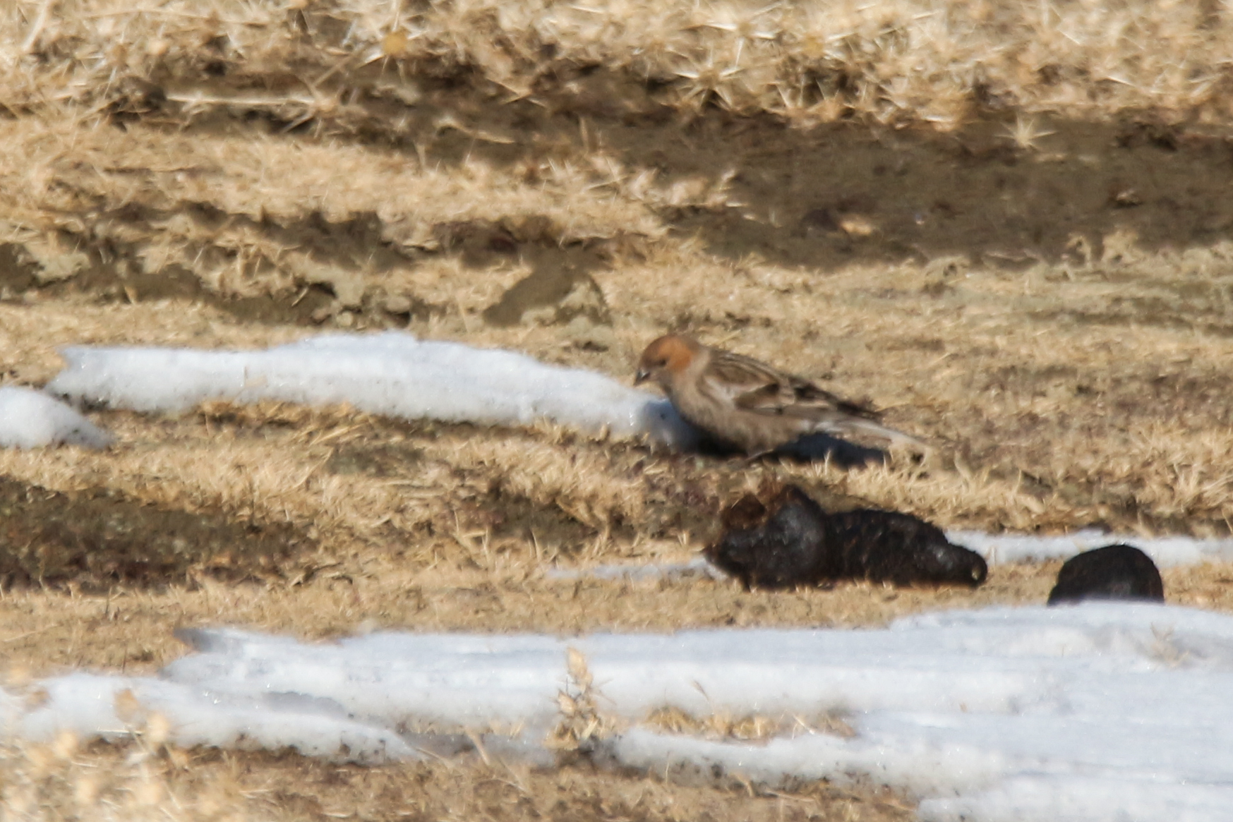 Plain Mountain Finch (Leucosticte nemoricola), photo 2