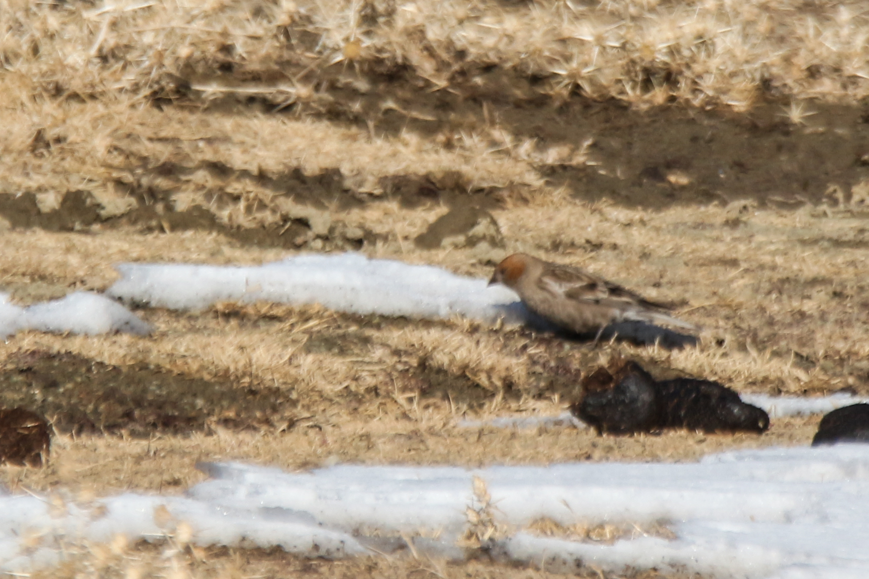 Plain Mountain Finch (Leucosticte nemoricola), photo 3