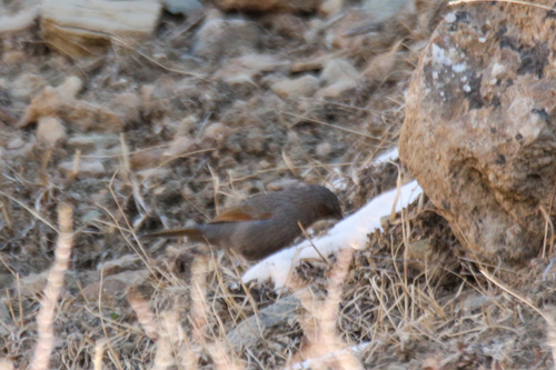Streaked Laughingthrush (Trochalopteron lineatum), photo 2