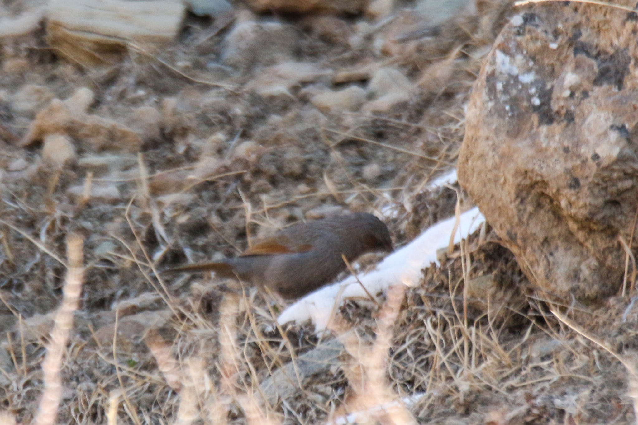 Streaked Laughingthrush (Trochalopteron lineatum), photo 2